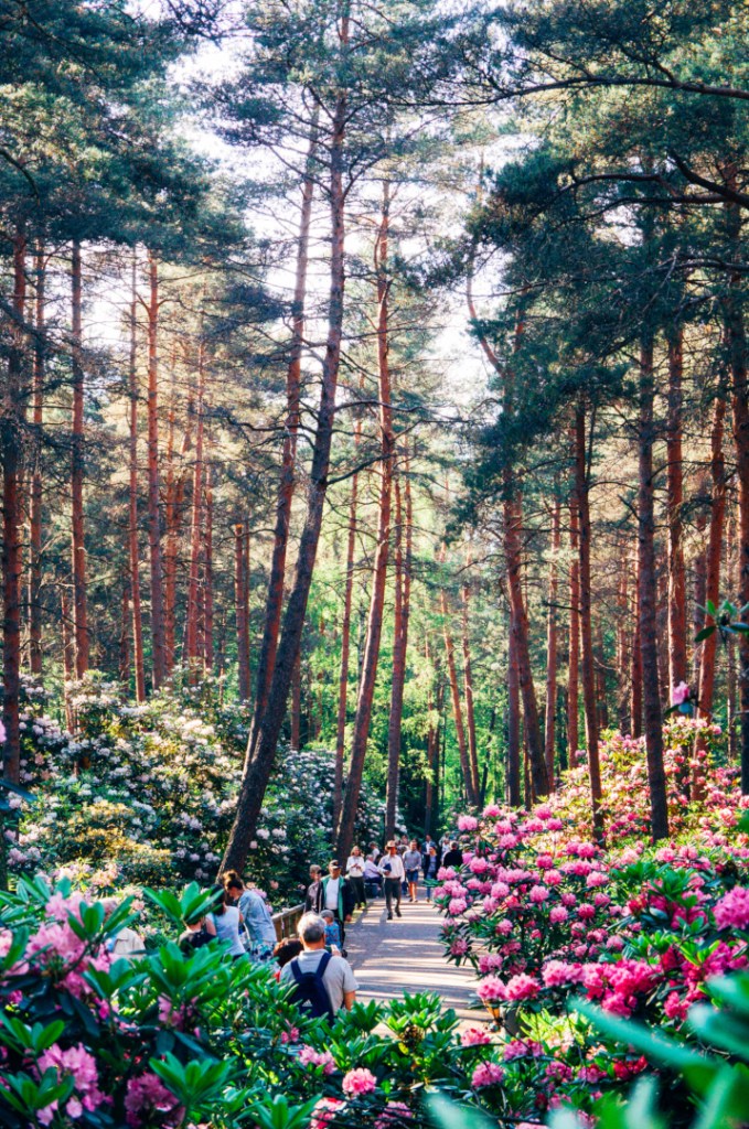 Alppiruusupuisto Haagassa. Kuva: Jussi Hellsten / Helsinki Marketing