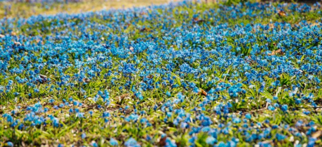 Kevään kukkia. Kuva: Jussi Hellsten / Helsinki Marketing