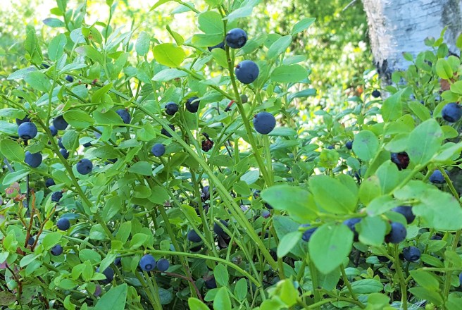 20160713_174054.crop.final